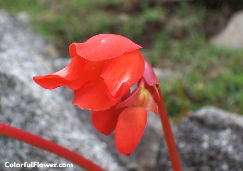 Red Flower in Machu Picchu, Peru