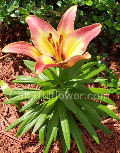 Asiatic Lily