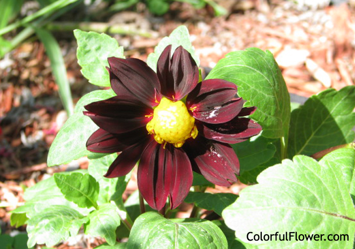 Yellow and Burgandy Flower
