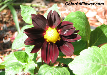 Dahlia Black Beauty