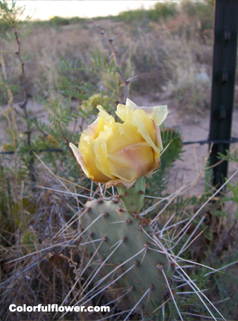 Yellow cactus flower