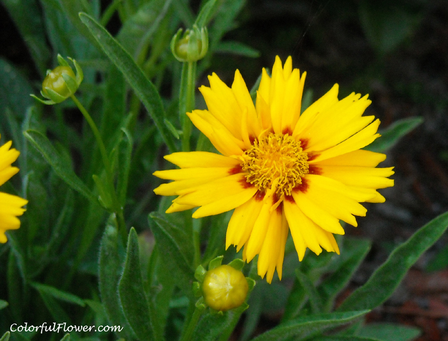 Rising Sun Grandiflora Coreopsis Flower