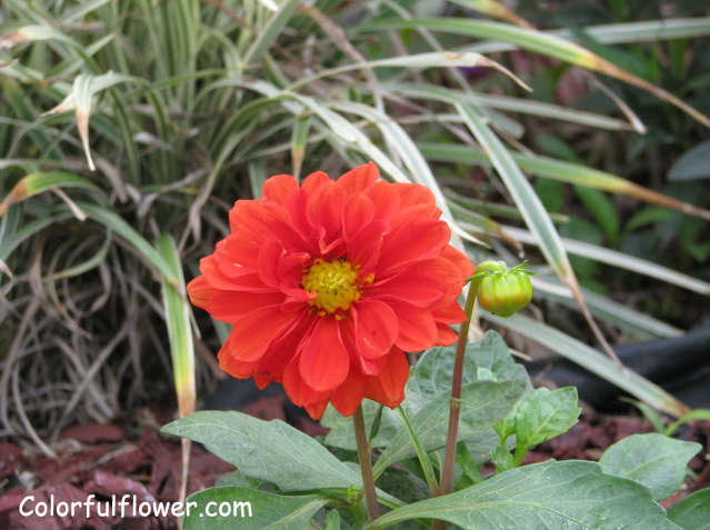 Dahlia Pinnata Figaro Orange Shades
