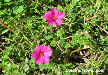 Pink Flowers
