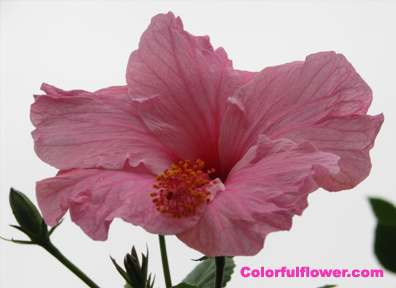 Pink flower in Peru