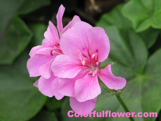 Pink flower in Peru.