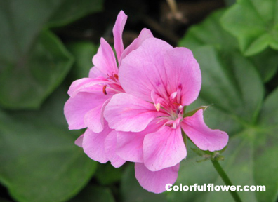 Pretty pink flower