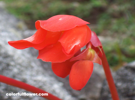 Red Flower