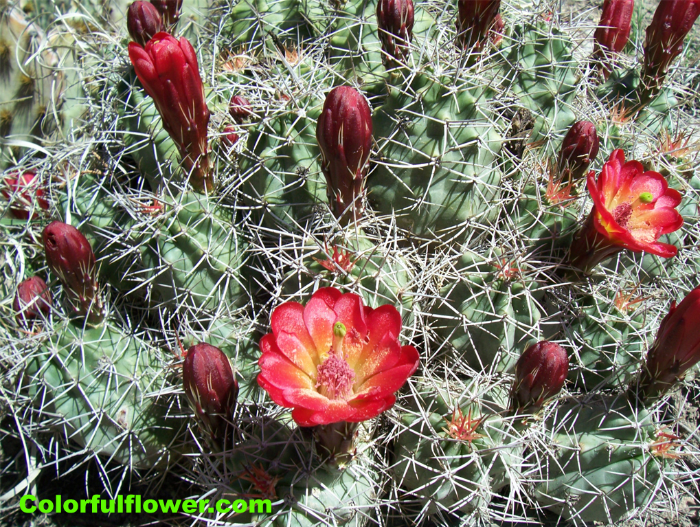 Red cactus flower