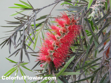 Red Flower in Lima, Peru