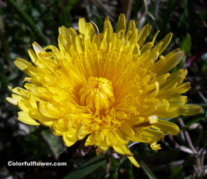 Dandelion Flower